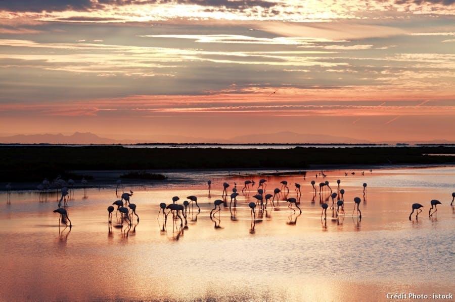 Camargue flamand rose istock
