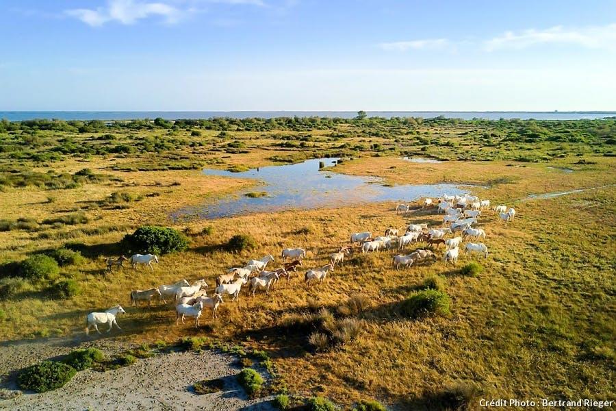 Det def chevaux camarguais br